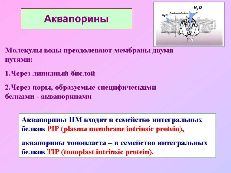 Аквапорины Молекулы воды преодолевают мембраны двумя путями: 1.Через липидный бислой 2.Через поры, образуемые специфическими